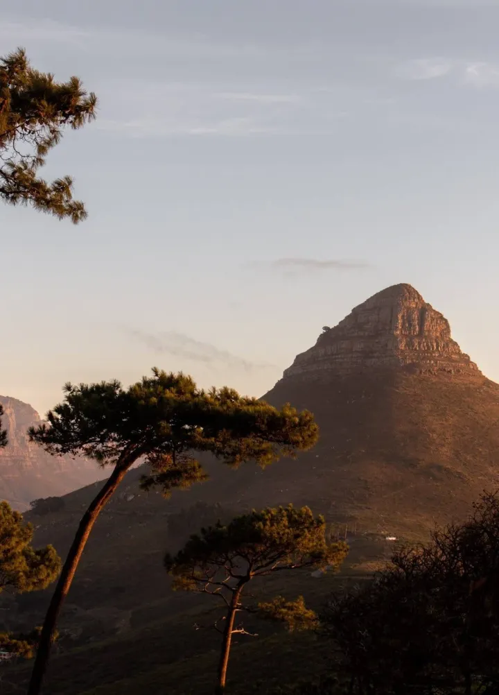 Сосни й Lion's Head